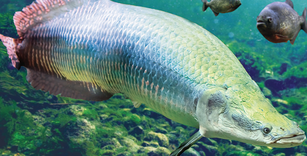 Arapaima (6.5")