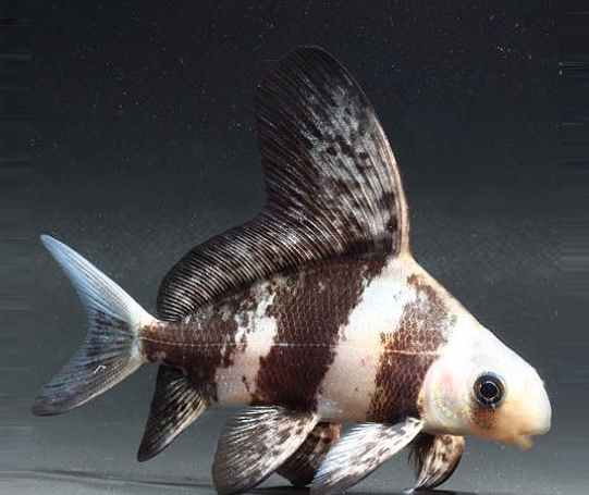 Asiatic (6.5-7")