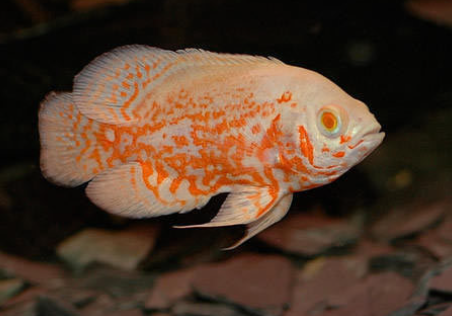 Big Oscar (Copper /Albino /Mango)(10")