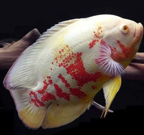 Big Oscar (Copper /Albino /Mango)(10")