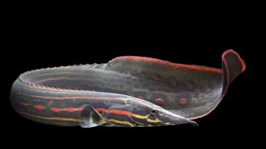 Fire Red Eel (10"+)