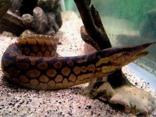 TyreTrack Eel