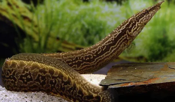 TyreTrack Eel