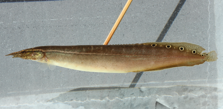 Peacock Eel