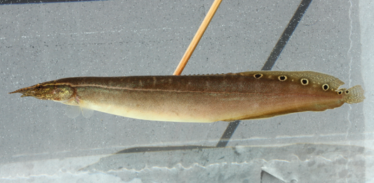 Peacock Eel