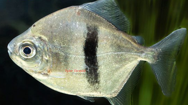 Wide bar Doller(7.5")