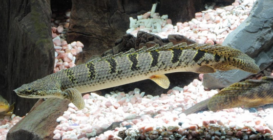 Endicheri senegal