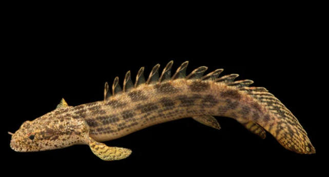 Endicheri senegal