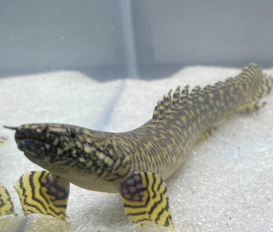 Leopard Senegal (13")