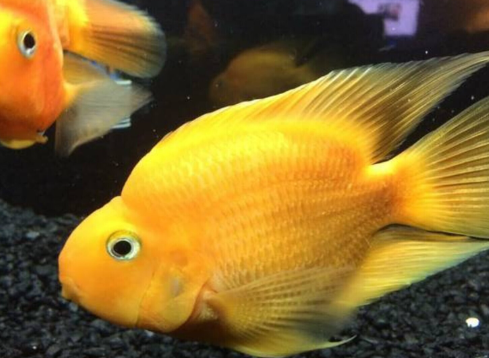 Yellow Parrot