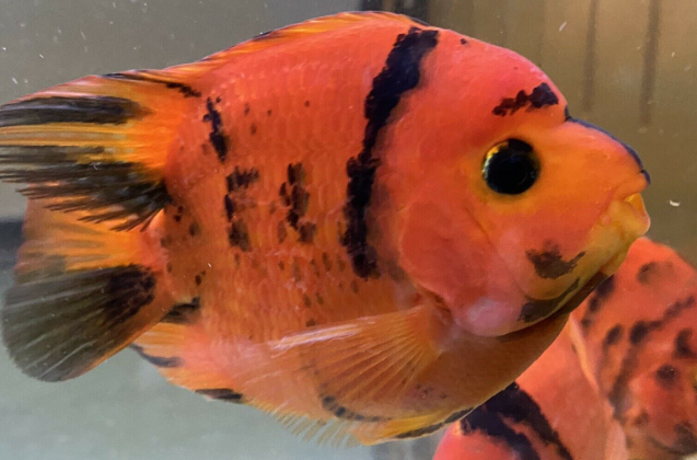 Red Tiger Parrot