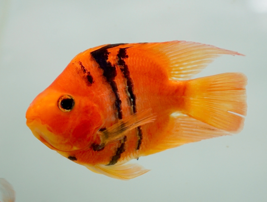 Red Tiger Parrot