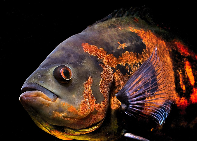 Oscar fish 4 inches Tiger