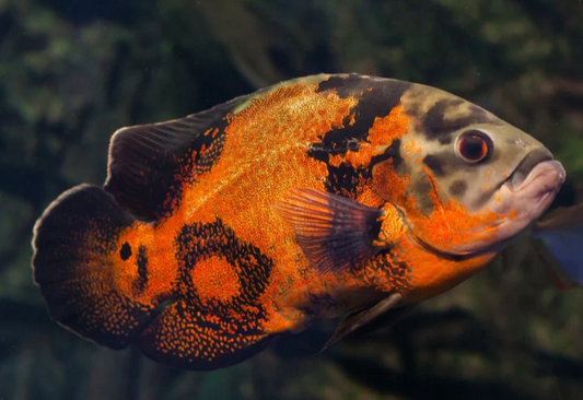 Oscar fish 4 inches Tiger