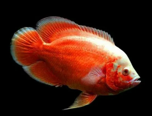 Mango Cichlid