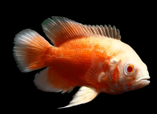 Mango Cichlid
