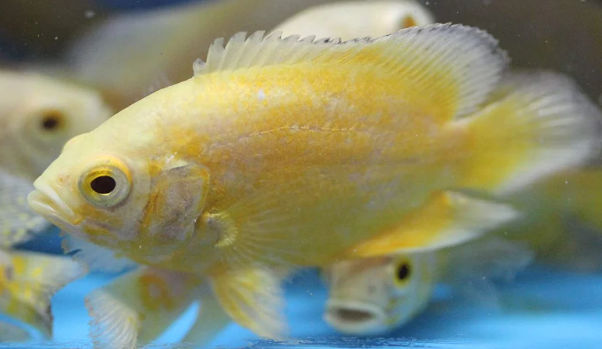 Lemon oscar 2.5 inch
