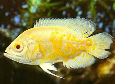 Lemon oscar 2.5 inch