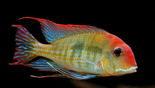 Red Head Geophagus
