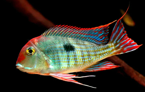 Red Head Geophagus
