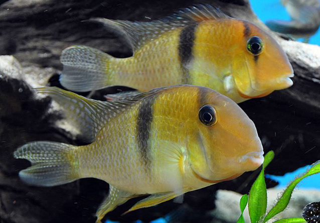 Guanacara Geophagus