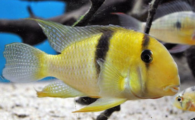 Guanacara Geophagus