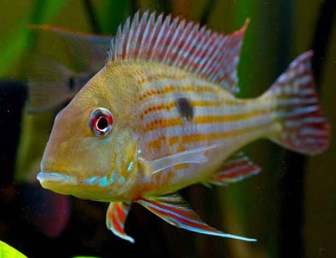 Geophagus Surinamansis