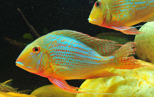 Geophagus Altifrons