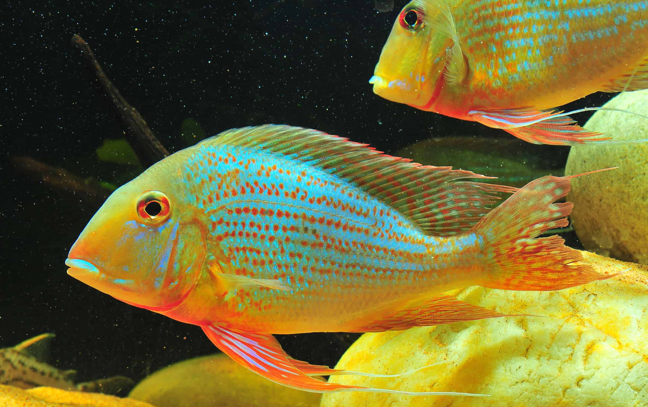 Geophagus Altifrons (8.9")