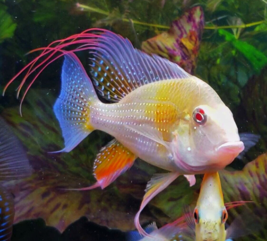 Geophagus Albino Hekali