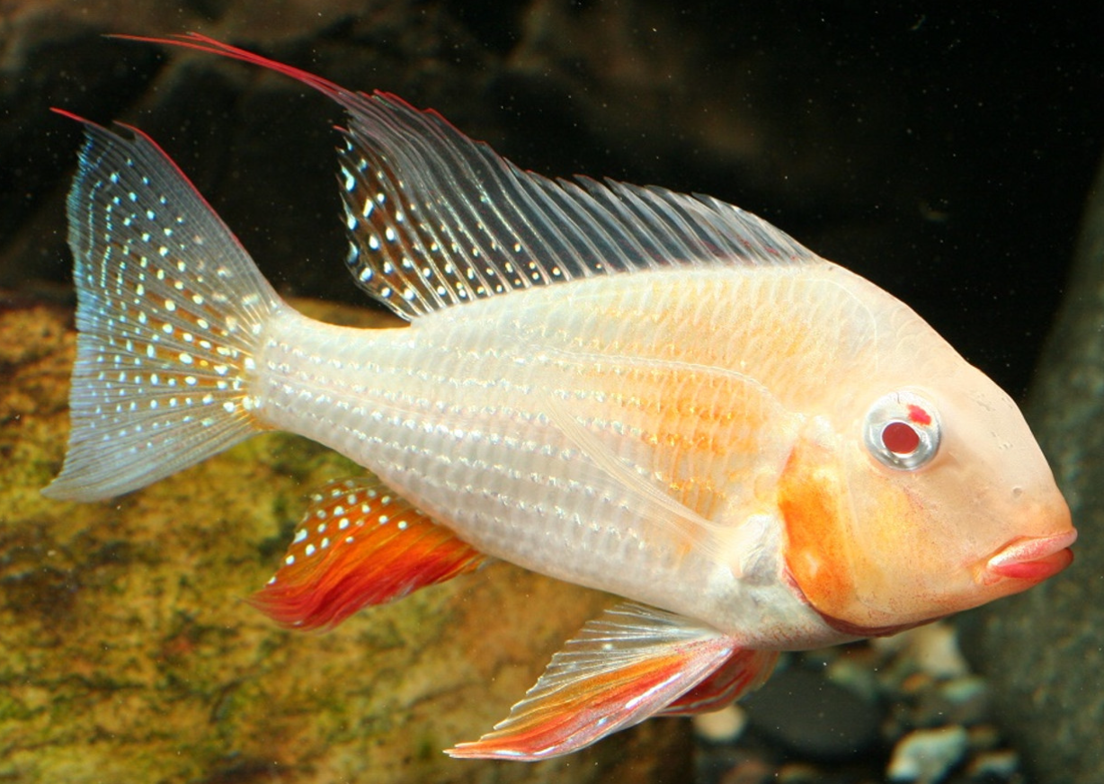 Geophagus Albino Hekali