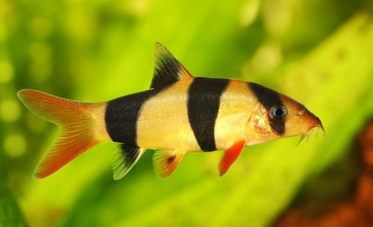 Clown loach