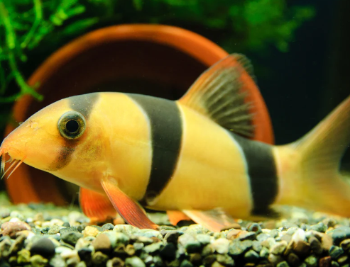 Clown loach