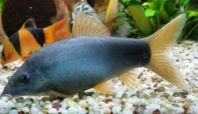 Blue Loach