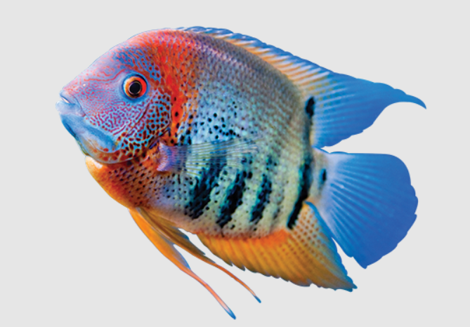 America Cichlid