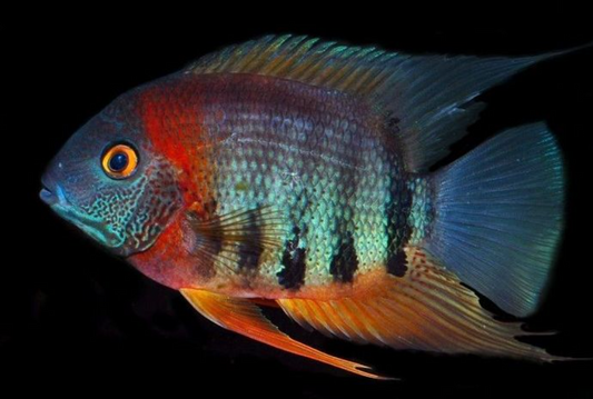 America Cichlid