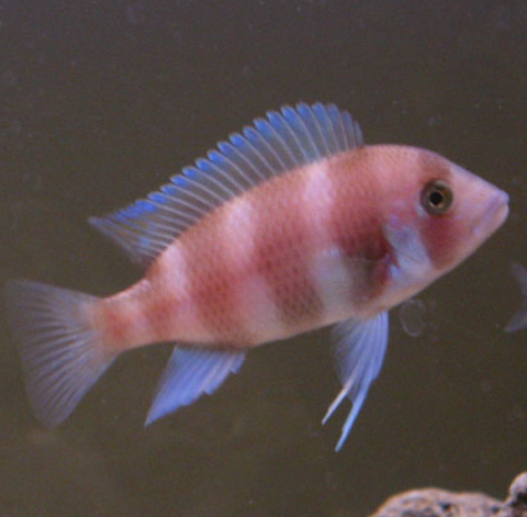 Red Fontosa (6.5")