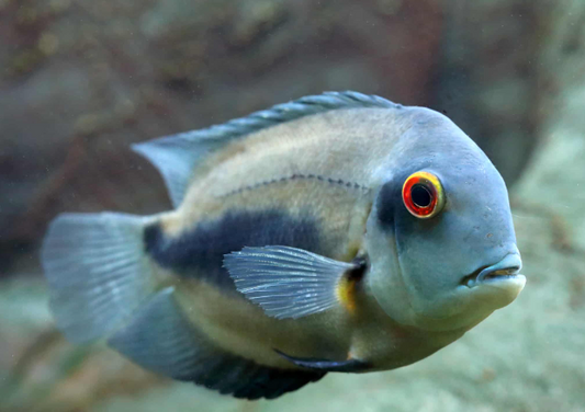 Uaru Cichlid (7")