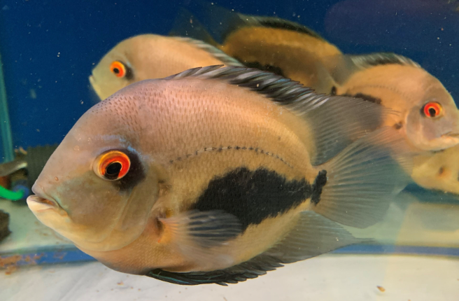 Uaru Cichlid (5")