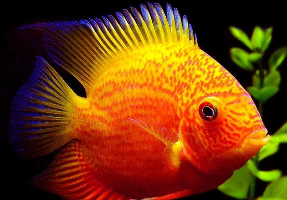 Red Spotted Severam (5.5")