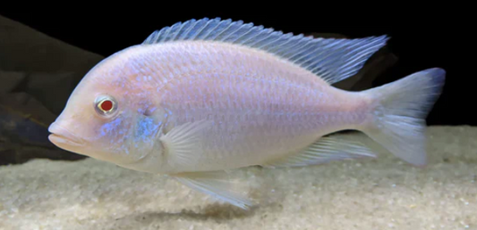Albino Dolphin Cichlid (2.5")