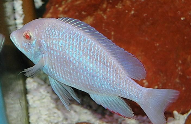 Albino Dolphin Cichlid (2.5")