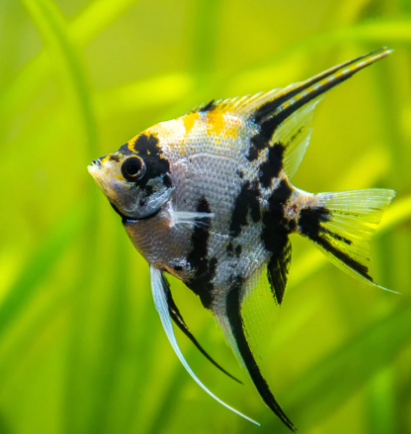 Marbel Angel