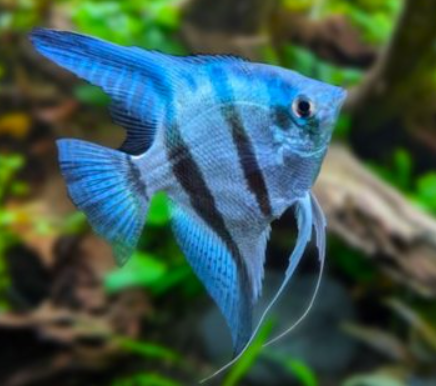 Blue angel