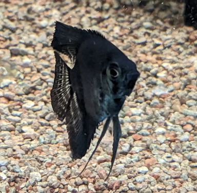 Jet Black Angel