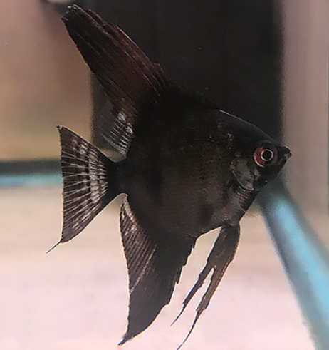 Jet Black Angel