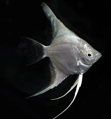 Platinum angel