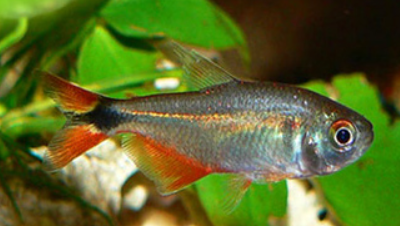 Bonus Tetra