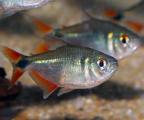 Bonus Tetra