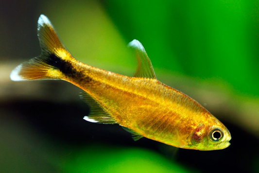 Silver Tip Tetra